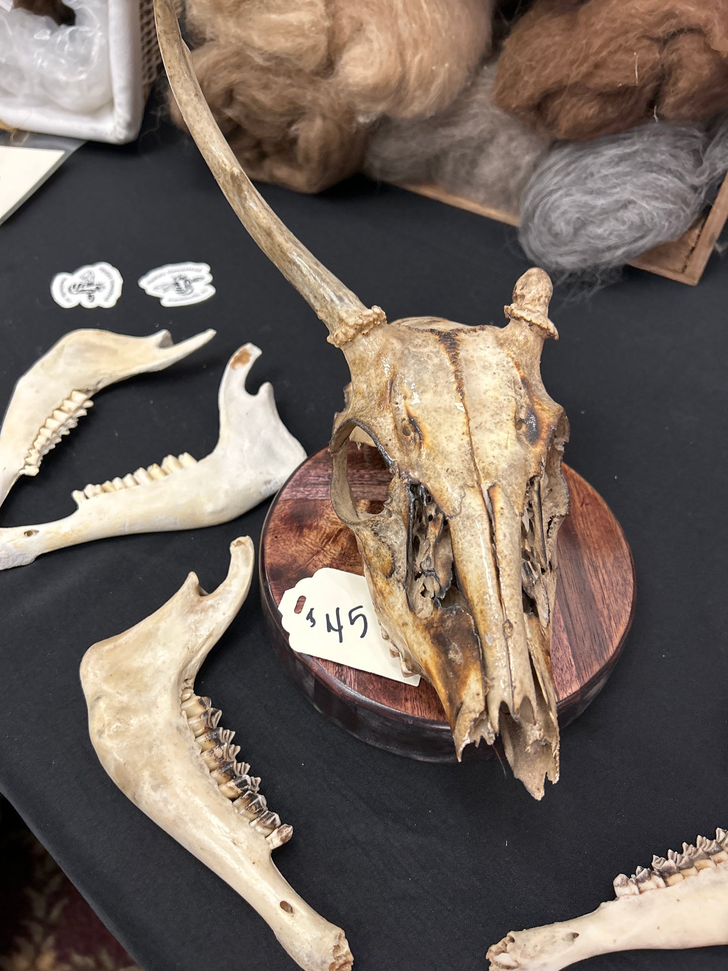 Sheep Skulls